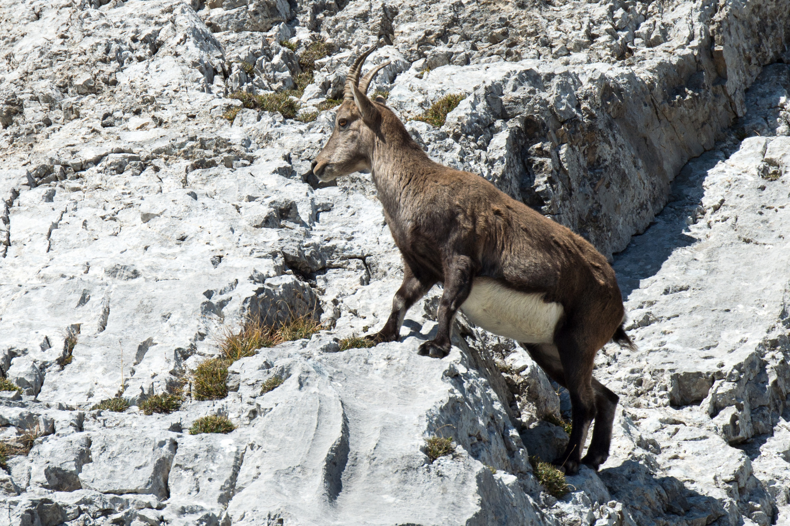 Steinbock Safari am Pilatus hautnah erleben / 2