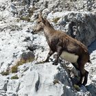 Steinbock Safari am Pilatus hautnah erleben / 2