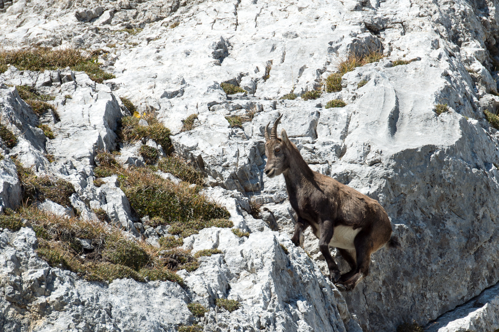 Steinbock Safari am Pilatus hautnah erleben / 3