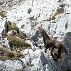 Steinbock Safari am Pilatus hautnah erleben / 3