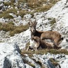 Steinbock Safari am Pilatus hautnah erleben / 4