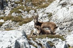 Steinbock Safari am Pilatus hautnah erleben / 4