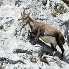 Steinbock Safari am Pilatus hautnah erleben / 5