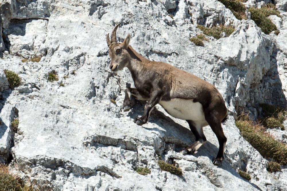 Steinbock Safari am Pilatus hautnah erleben / 5