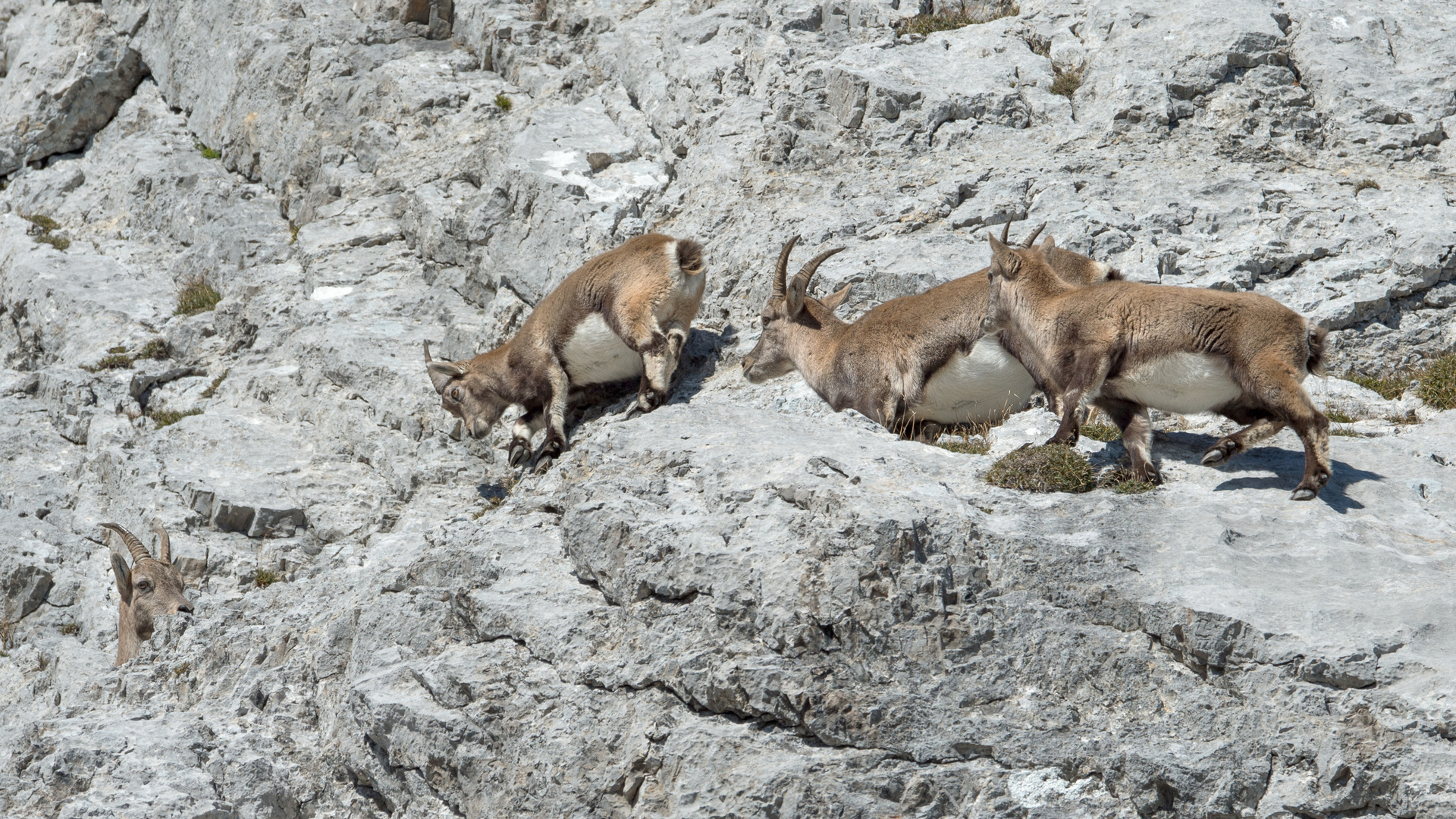 Steinbock Safari am Pilatus hautnah erleben / 6