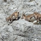 Steinbock Safari am Pilatus hautnah erleben / 6