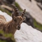 Steinbock San Gottardo