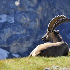 Steinbock Schulterblick