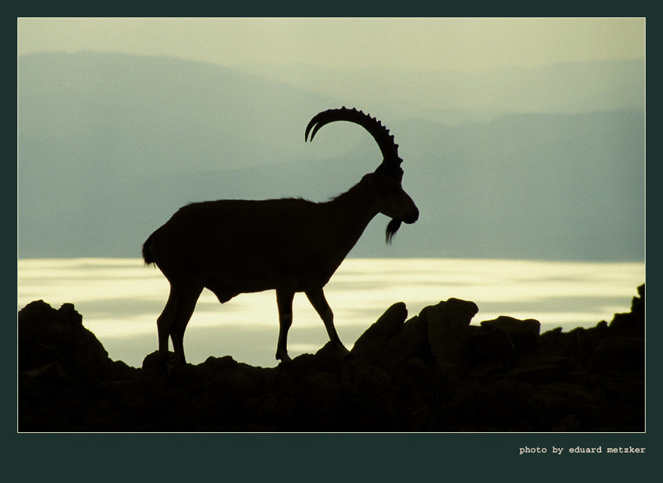 Steinbock-Silhouette