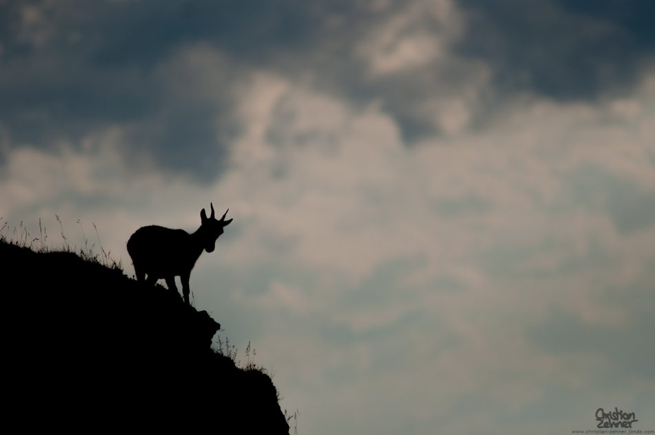 Steinbock Silhouette