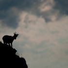 Steinbock Silhouette