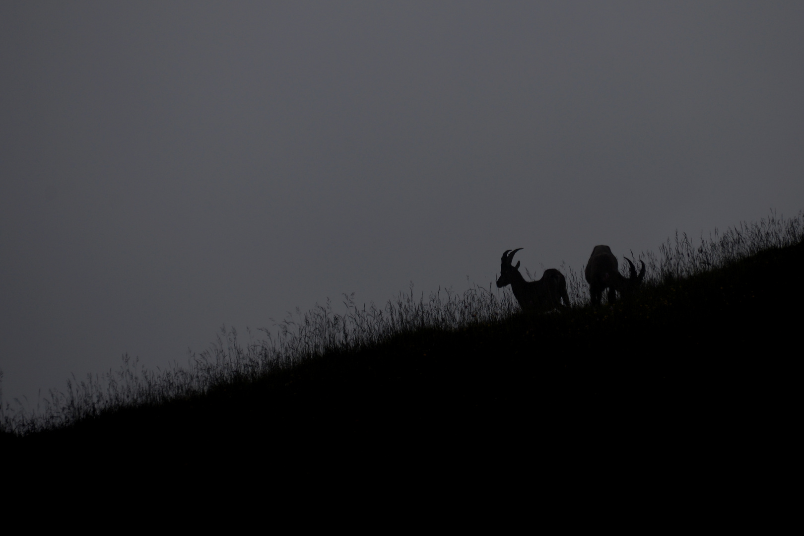 Steinbock Silhouette