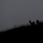 Steinbock Silhouette