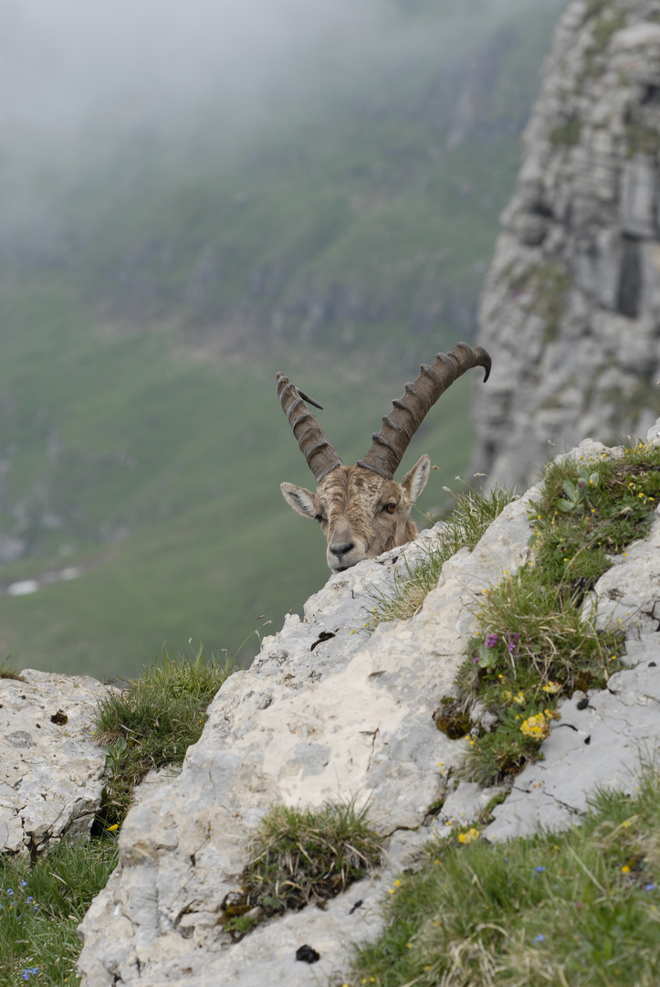 Steinbock spielt Verstecken