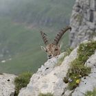 Steinbock spielt Verstecken