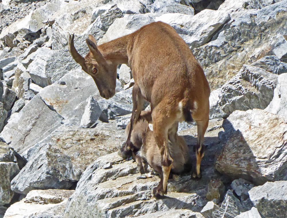 Steinbock (Steingeiß) mit Kitz