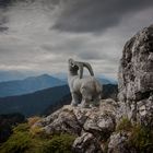 Steinbock  *  Stie-Alm  *  Brauneck