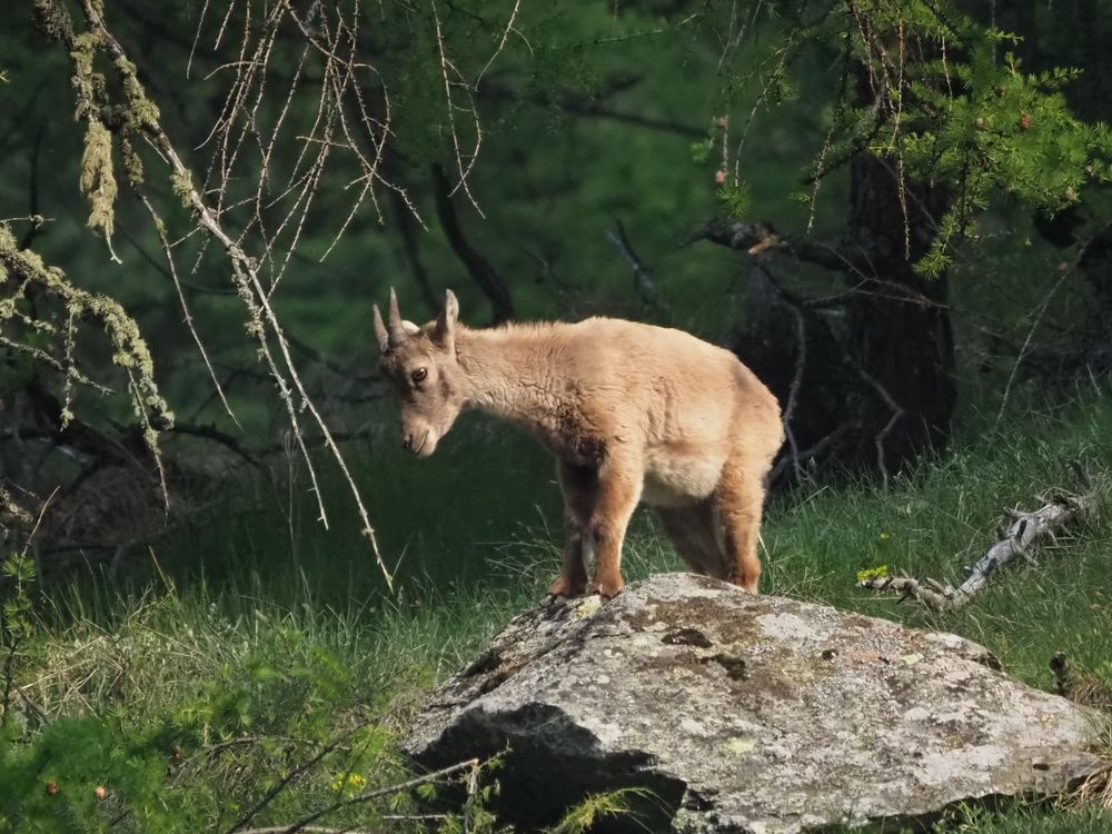 Steinbock sucht ?