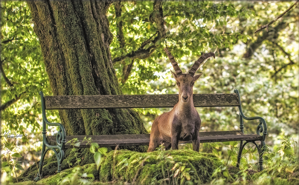 Steinbock- Tierpark Rosegg