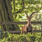 Steinbock- Tierpark Rosegg