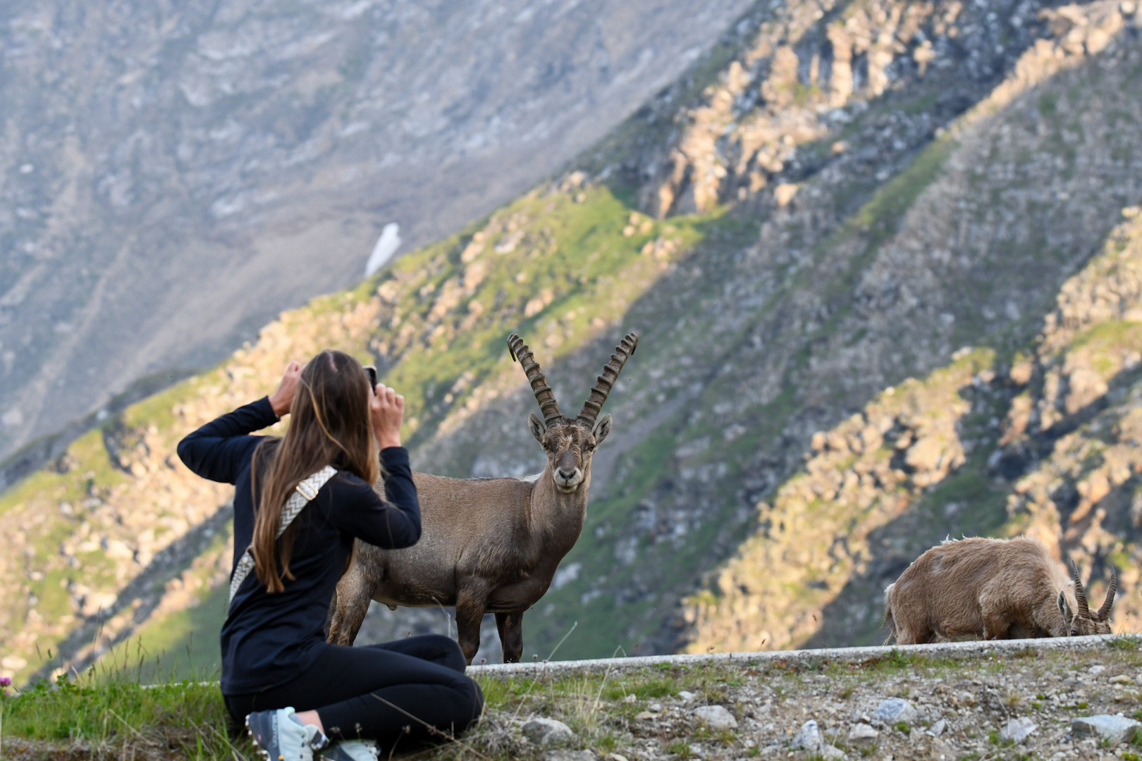 Steinbock Treck