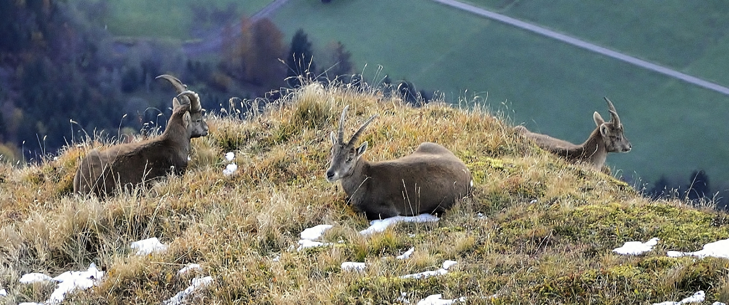 Steinbock-Trio