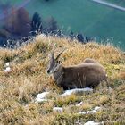 Steinbock-Trio