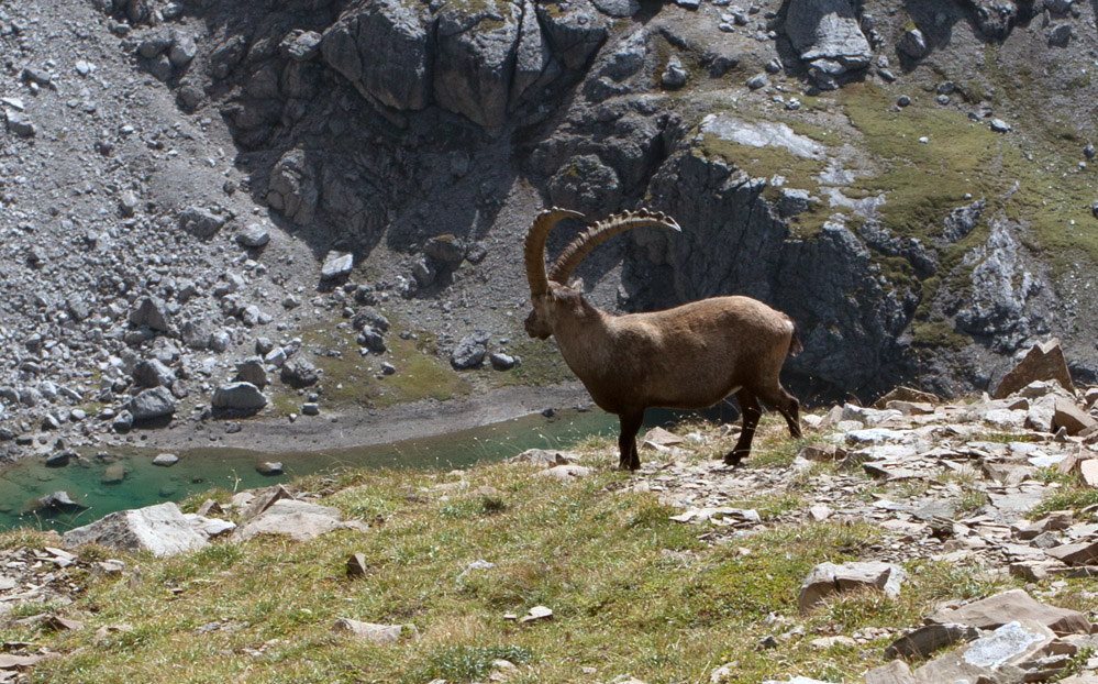 Steinbock und Gufelsee