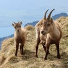 Steinbock und Jungtier auf dem Niederhorn