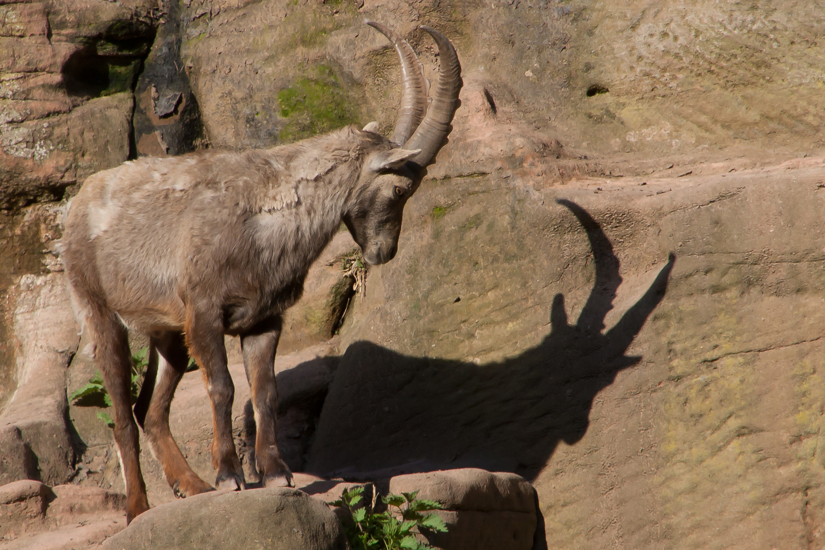 Steinbock und Schattenbock