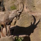 Steinbock und Schattenbock