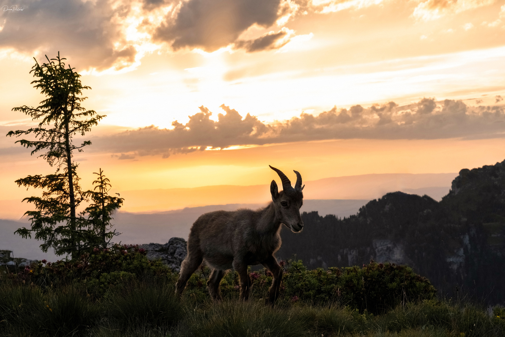 Steinbock unterwegs im Abendlicht