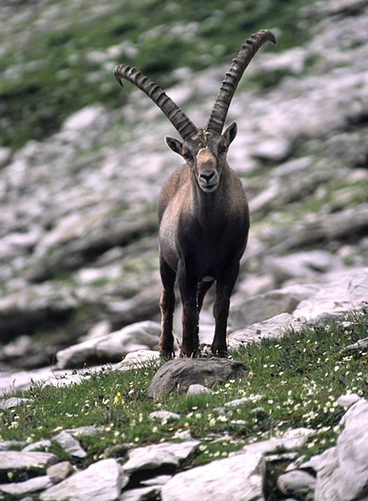 Steinbock V