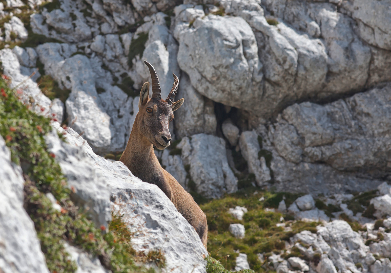 Steinbock V