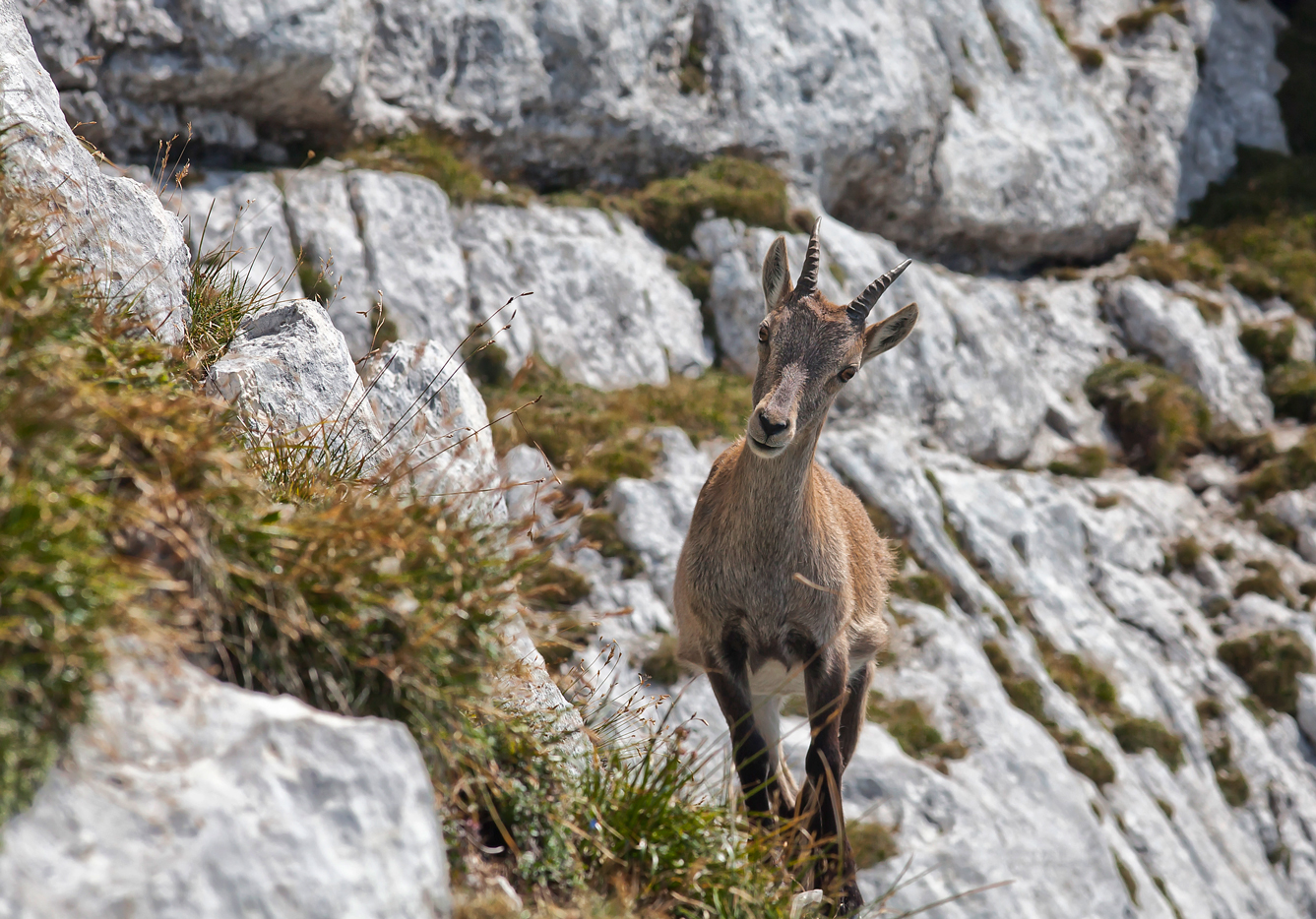 Steinbock VIII