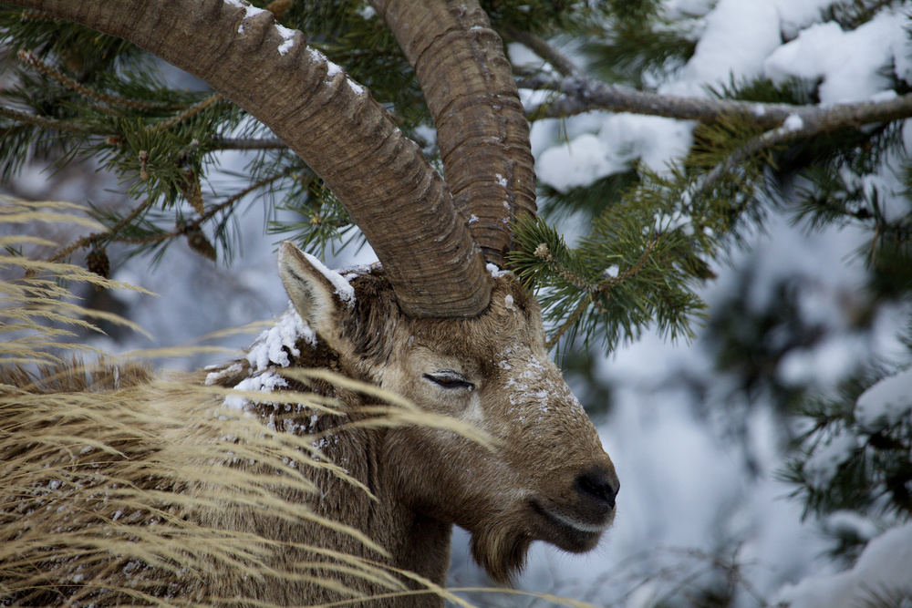 Steinbock vom Ganter (Simplon)