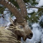 Steinbock vom Ganter (Simplon)