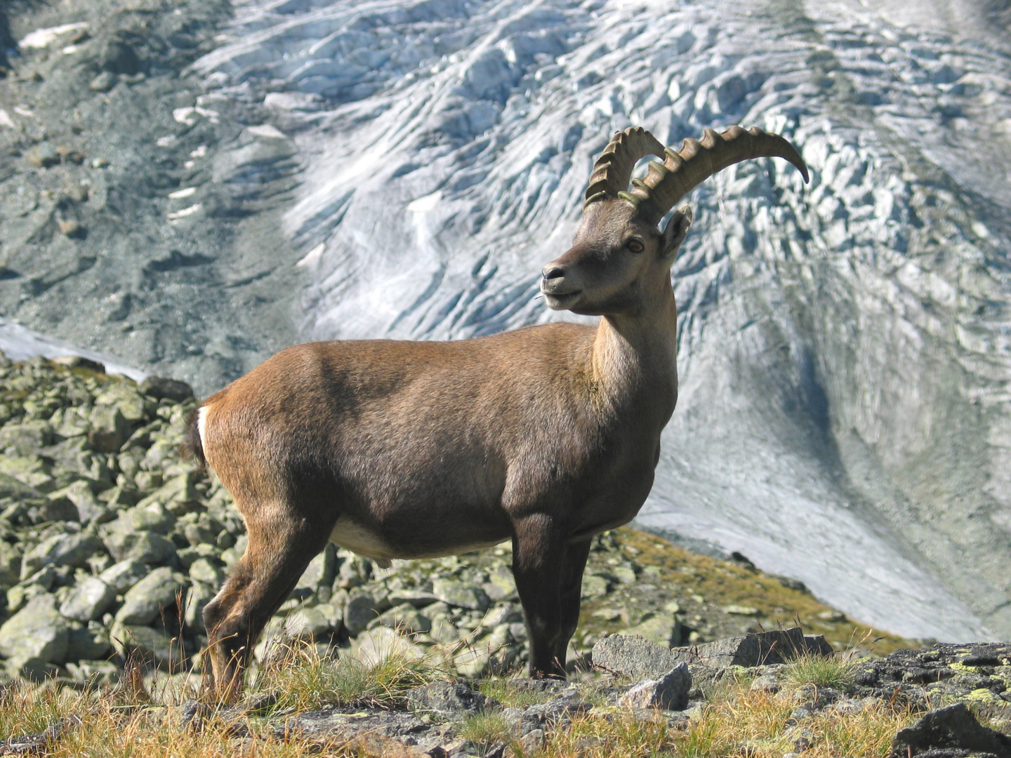 Steinbock vor Clacier de Capricorns