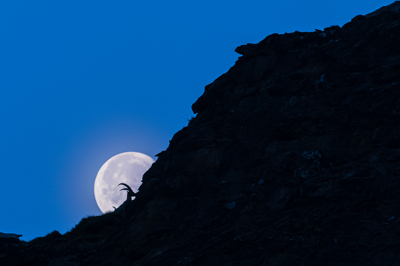 Steinbock vor dem Mond