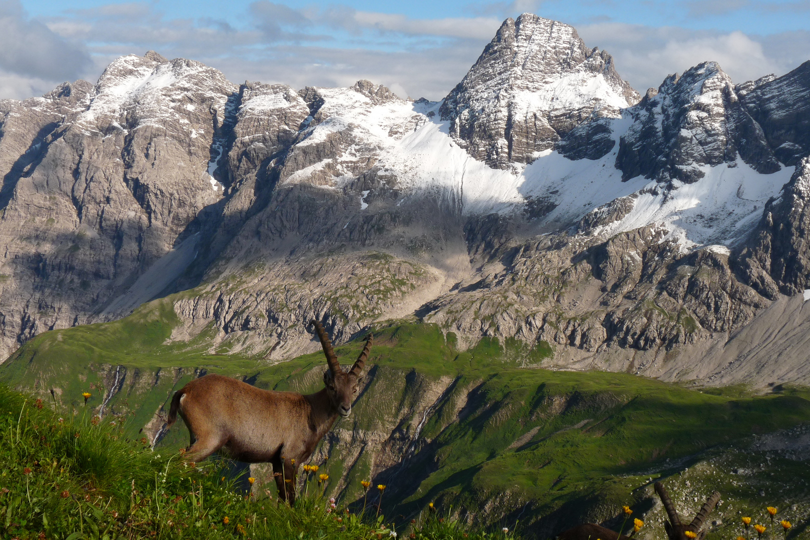 Steinbock vor Traumkulisse