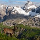 Steinbock vor Traumkulisse