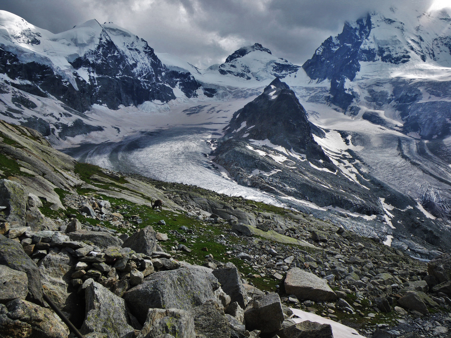 Steinbock vor Zinalgletscher