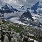 Steinbock vor Zinalgletscher