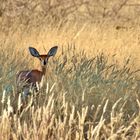 Steinbock (Weibchen)