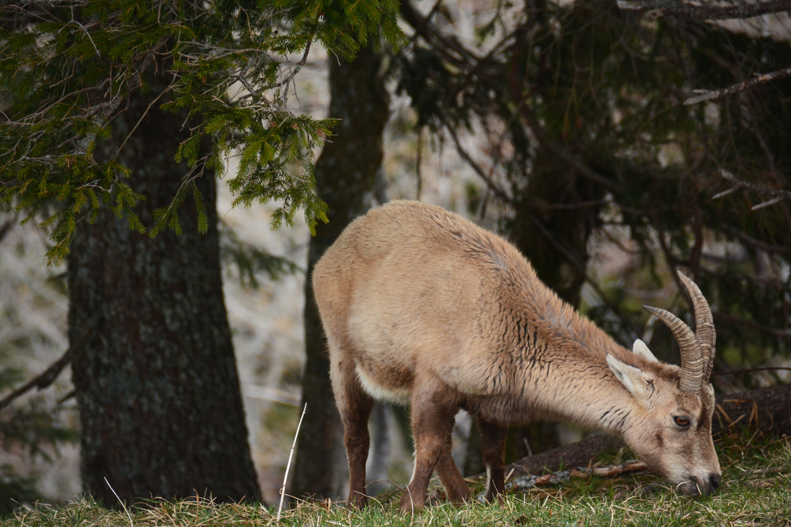 Steinbock Weibchen