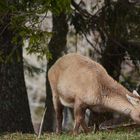 Steinbock Weibchen