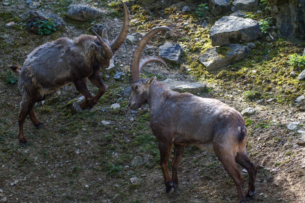 Steinbock, wenn zwei sich streiten, freut sich der Fotograf :-)