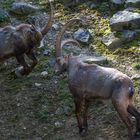 Steinbock, wenn zwei sich streiten, freut sich der Fotograf :-)