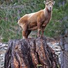 Steinbock Wildlife