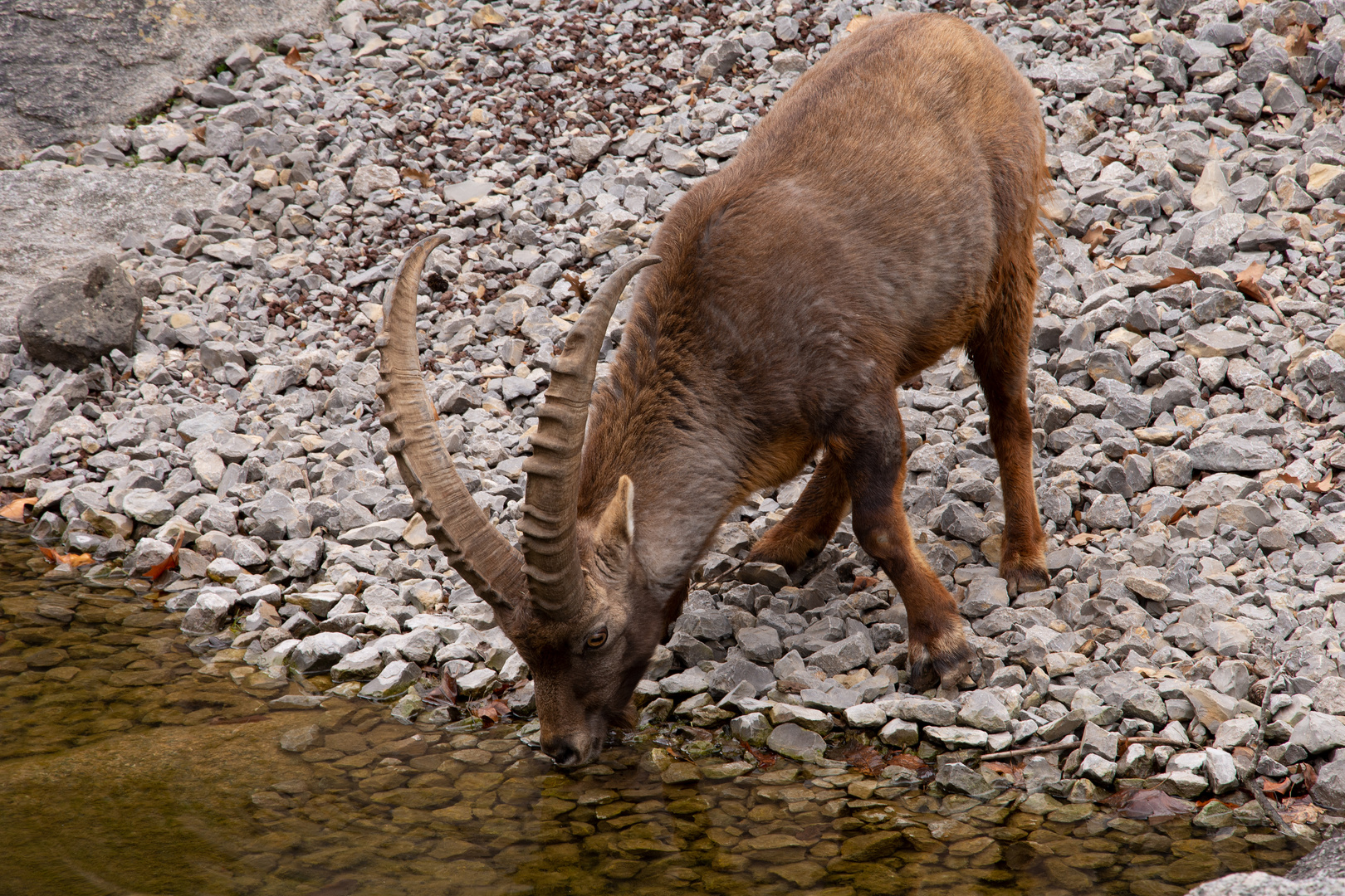 Steinbock, Wilhelma Stuttgart